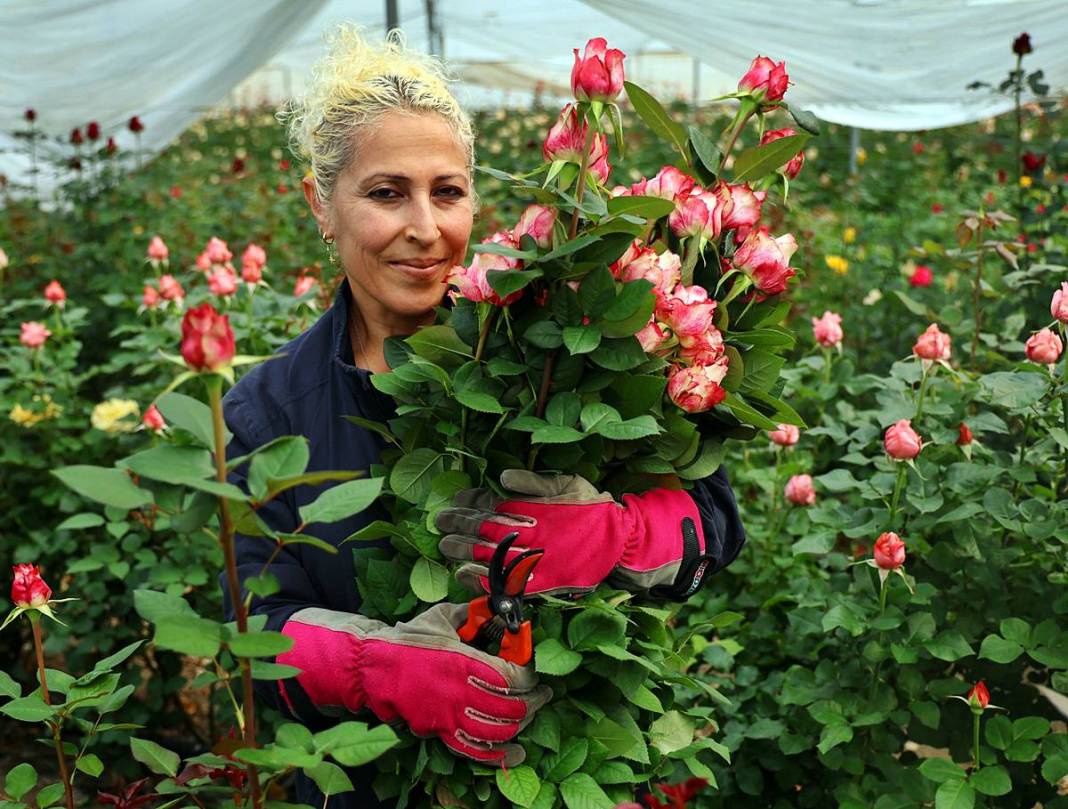 Hasat başladı, ithalat fiyatı düşürdü: Tanesi 30 TL! Özel günlerde kapış kapış satılıyor 2
